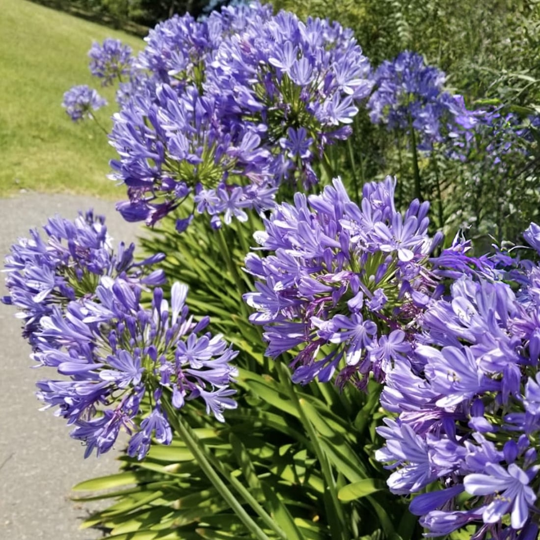 Producción sustentable